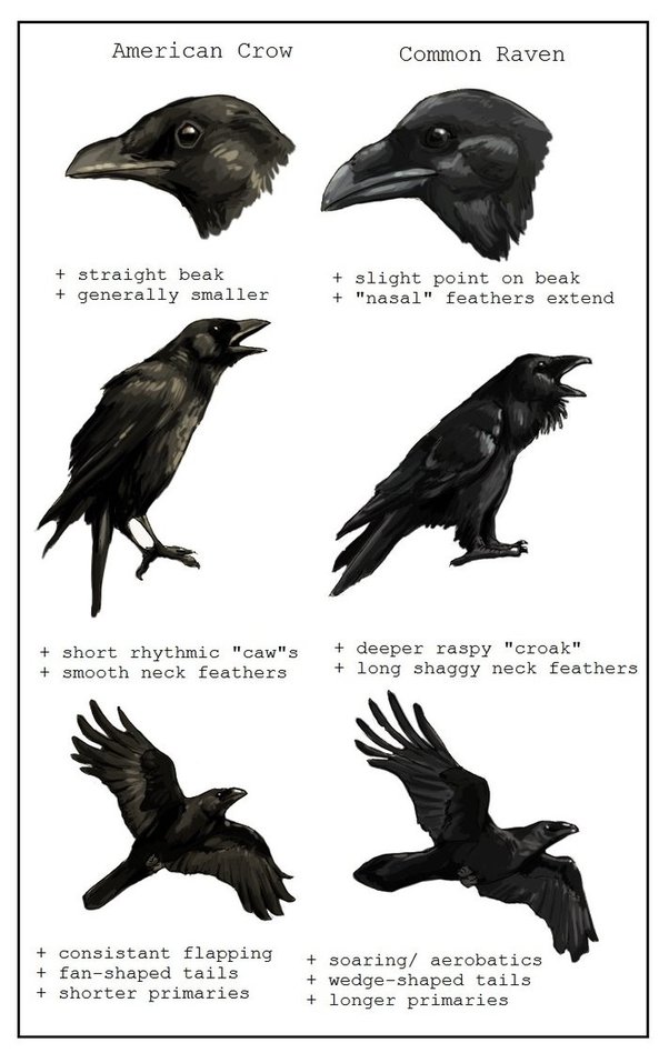 Crow image